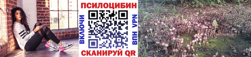 Псилоцибиновые грибы Cubensis Кораблино